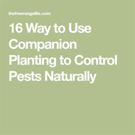 16 Ways to Use Companion Planting for Pest Control Naturally ...