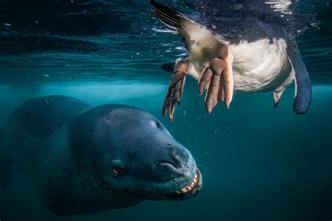 A Leopard Seal has a close encounter with a Penguin... : r/pics