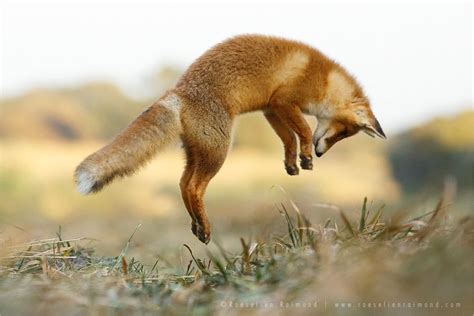 You Say Jump, I Say How High | Fox, Red fox, Fox pictures