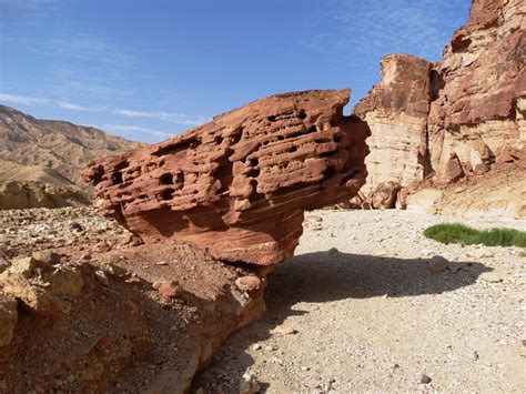 13 fabulous photos of creatures and landscapes in Israel - ISRAEL21c