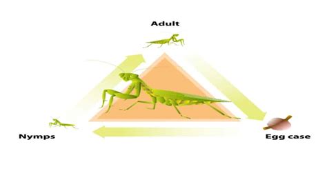 Praying Mantis Life Cycle - Learn About Nature