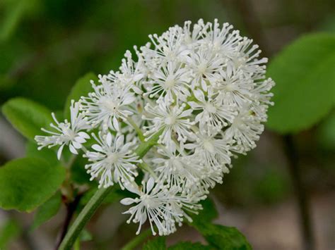 Actaea rubra / red baneberry – Fine Flowers in the Valley