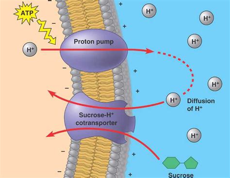 Sodium Ion Pump Active Transport Diagram 4.8 Active Transpor