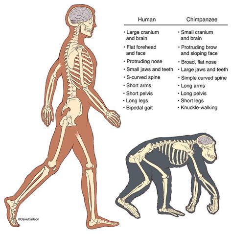 Human & Chimpanzee Skeletons photo | Evolution science, Chimpanzee, Evolution