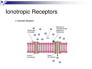 PPT - Ionotropic vs. metabotropic PSPs PowerPoint Presentation - ID:4747605