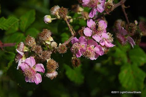 Light Colour Shade: Wildflowers. Flowering Blackberry (Rubus fruticosus ...