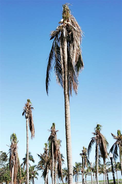 Hurricane Damage To Palm Trees Photograph by Jeffrey Greenberg/uig ...