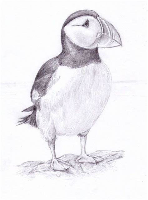 puffin drawing - Google Search | Bird drawings, Drawings, Bird art