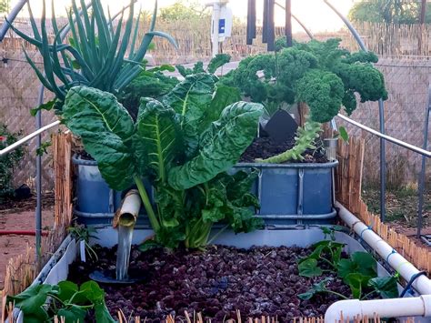 Together we grow: Aquaponics can change the way we grow food in the desert and beyond - Planet ...