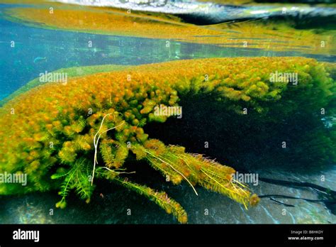 Underwater vegetation, predominantly stonewort algae, Chara rusbyana, at Sucuri River, Bonito ...