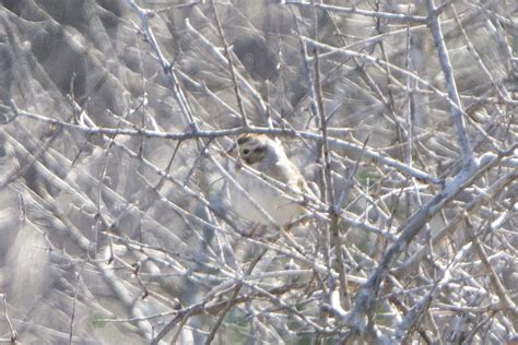 eBird Checklist - 21 Dec 2023 - Little Talbot Island SP - 27 species (+3 other taxa)