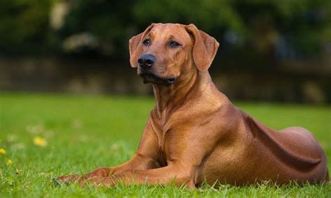 Rhodesian Ridgeback vs Labrador Retriever Breed Comparison | BeChewy