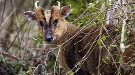 Muntjac deer: strange facts about these unique animals