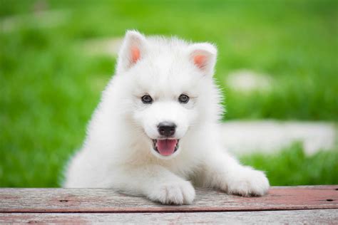 White Husky: Facts, Genetics, Traits & FAQs (With Pictures)