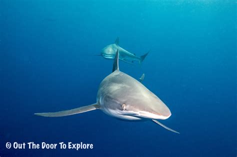 Silky Sharks Of The Socorro Islands – OUT THE DOOR TO EXPLORE