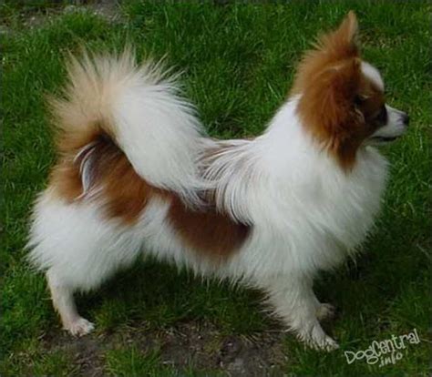 papillon | Papillon dog puppy, Papillion puppies, Papillon dog