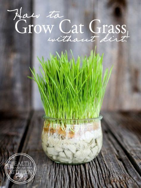 An interesting dirt-free alternative to growing cat grass in your home. Great for kitties that ...