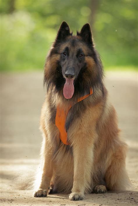 Sitting patiently | Belgian dog, Belgian tervuren, Belgian shepherd