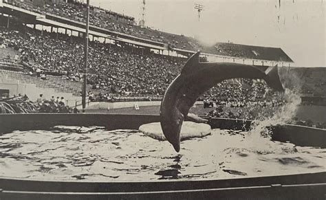 Miami Dolphins mascot Flipper... - Ghosts of the Orange Bowl