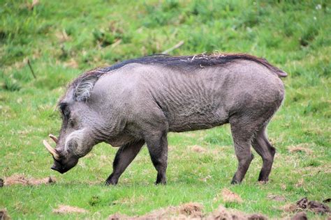 A view of a Wart Hog 14791049 Stock Photo at Vecteezy