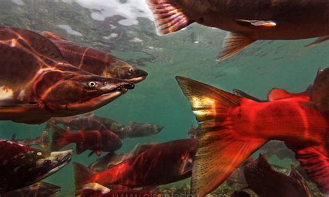 Kamchatka Salmon Species: Oncorhynchus migrate upstream