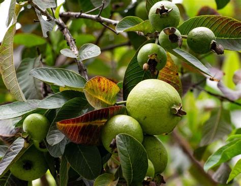 Growing Guava in Pots from Seeds and Cuttings | Gardening Tips