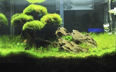 Java Moss: Everything To Know About This Marvelous Moss - Everything Fishkeeping