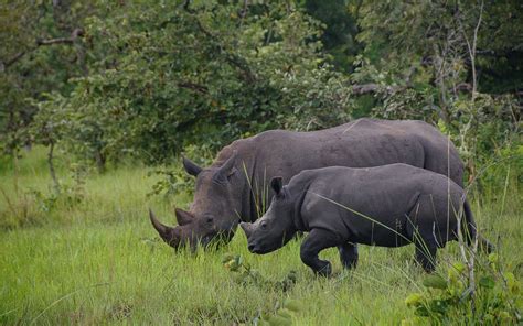 The Uganda Jungle Safari | Oasis Uganda Safaris