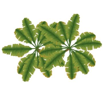 Palm Tree Top View Free Transparent Vector, Palm Tree Top View, Tropical Palm Tree Leaves With ...