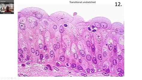 Histology epithelial tissue quiz | examquiz