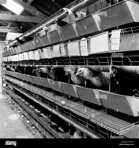 Egg production in the 1950s. Rows of egg-laying battery hens in small connected metal cages ...