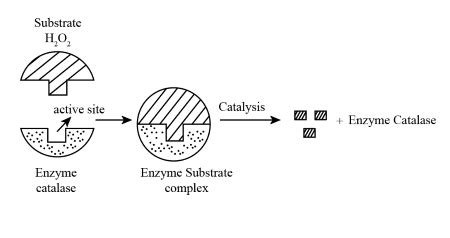 🔥 Catalase enzyme reaction. Catalase and Hydrogen Peroxide Experiment ...