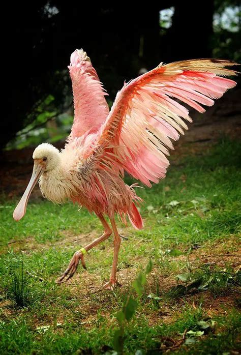 Roseate Spoonbill | The Animal Facts | Appearance, Habitat, Diet, Behavior