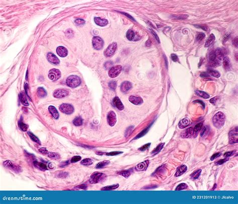 Oral Histology Digital Lab Glands Excretory Ducts Image 15