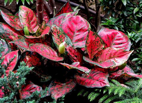 Red Aglaonema | Red plants, Patio plants, Colorful planters