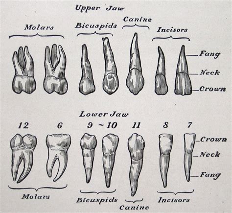 Teeth Art: Different Types of Teeth Medical Illustration