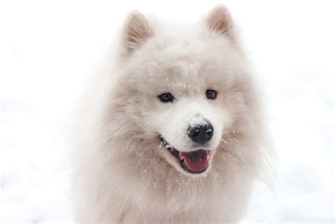 Samoyed — Personality, Grooming, And Care