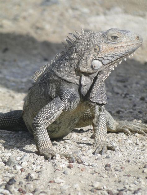 Aruba 'wildlife' | Aruba, Huwelijksreis