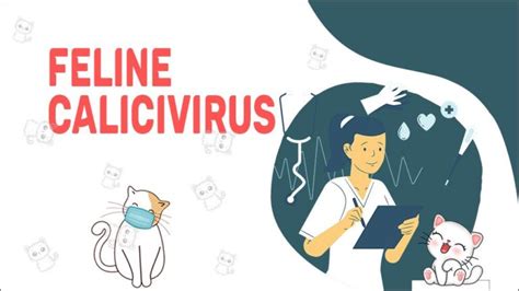 Feline Calicivirus - Symptoms, Causes, And Treatment - Petmoo