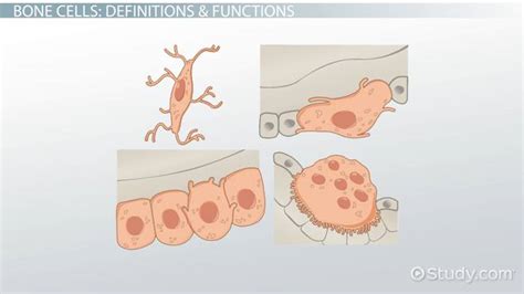 Bone Cells | Overview, Types & Function - Lesson | Study.com