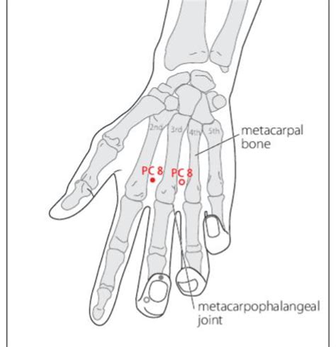 PC 8 Acupuncture Point - Acupuncture Point Locations Review