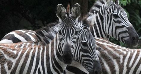 Zebra stripes not for camouflage protection against predators