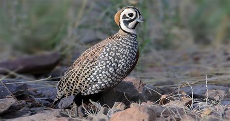 Montezuma Quail Identification, All About Birds, Cornell Lab of Ornithology