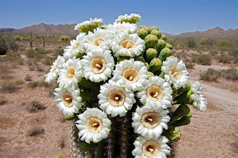 Saguaro Cactus Flowers