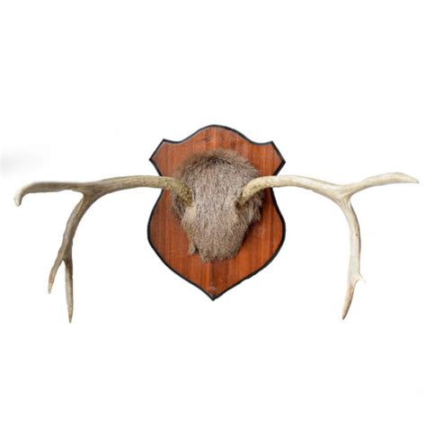 Mule Deer Antlers - Taxidermy Mounts for Sale and Taxidermy Trophies for Sale!