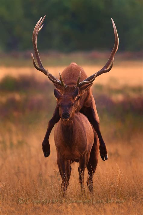 Photographer leaves no doubt: elk are in the rut | The Spokesman-Review