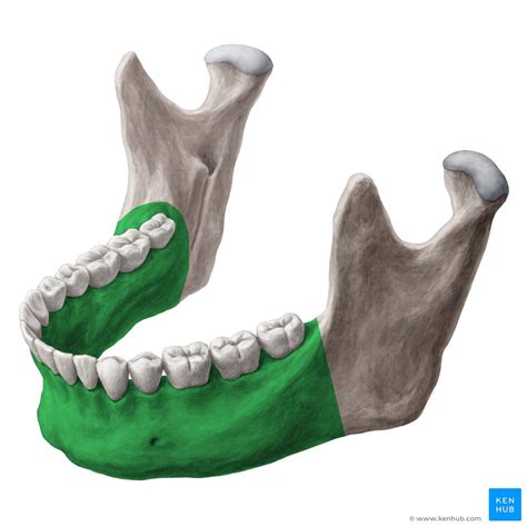 Mandible Bone Diagram