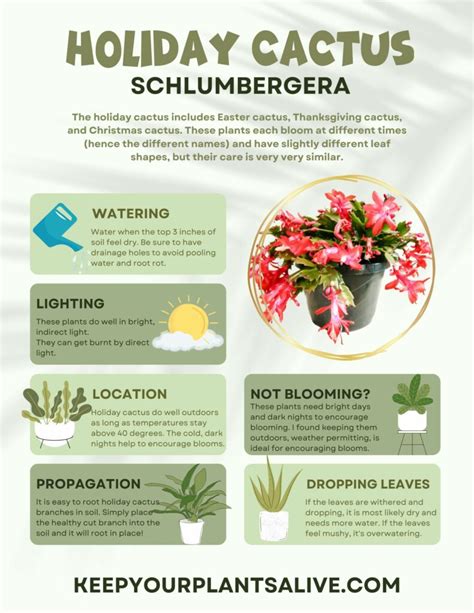 Christmas Cactus care: everything you need to know - keep your plants alive