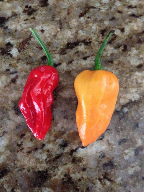 Ghost pepper | Chilli plant, Stuffed peppers, Ghost peppers