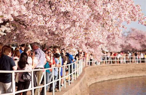 Beautiful Pictures: Cherry Blossom Trees - Beautiful Cherry Blossoms In Full Bloom